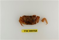 藏品(斑點擬相手蟹)的圖片